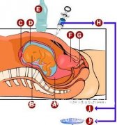 羊水能做DNA亲子鉴定吗？一般在怀孕几个月做