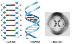 孕妇胎儿亲子鉴定注意事项